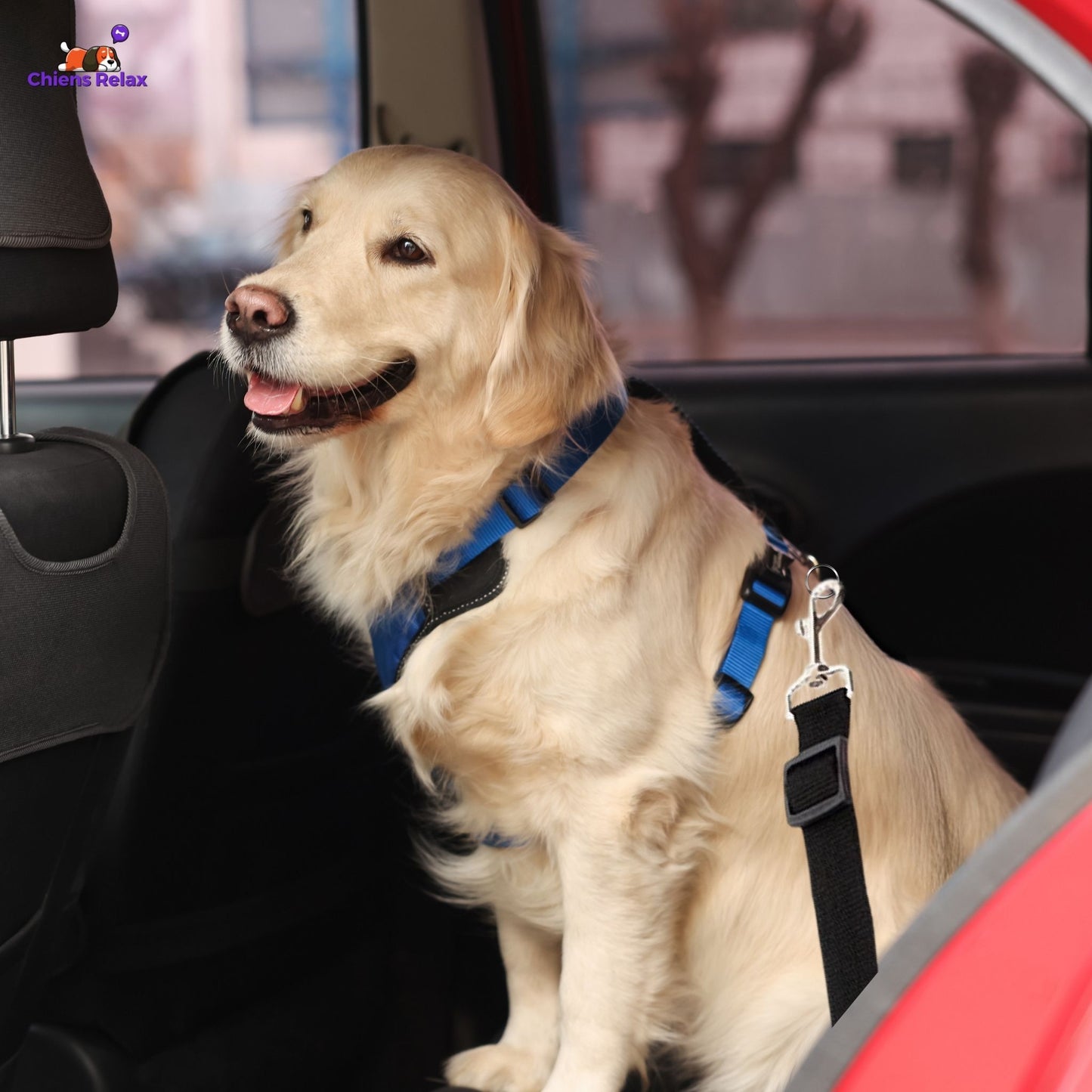 CEINTURE DE SÉCURITÉ POUR CHIEN | Lifebelt™