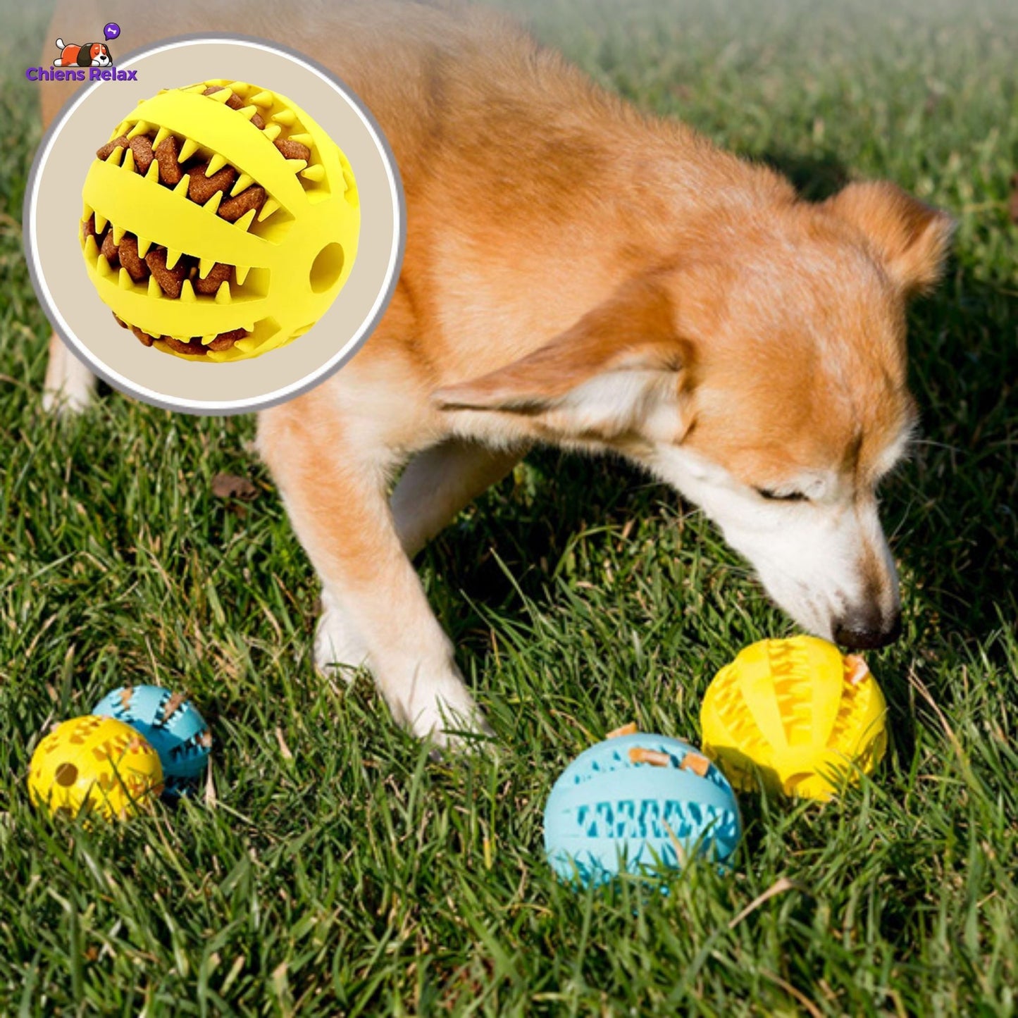 balle pour chien apaisante