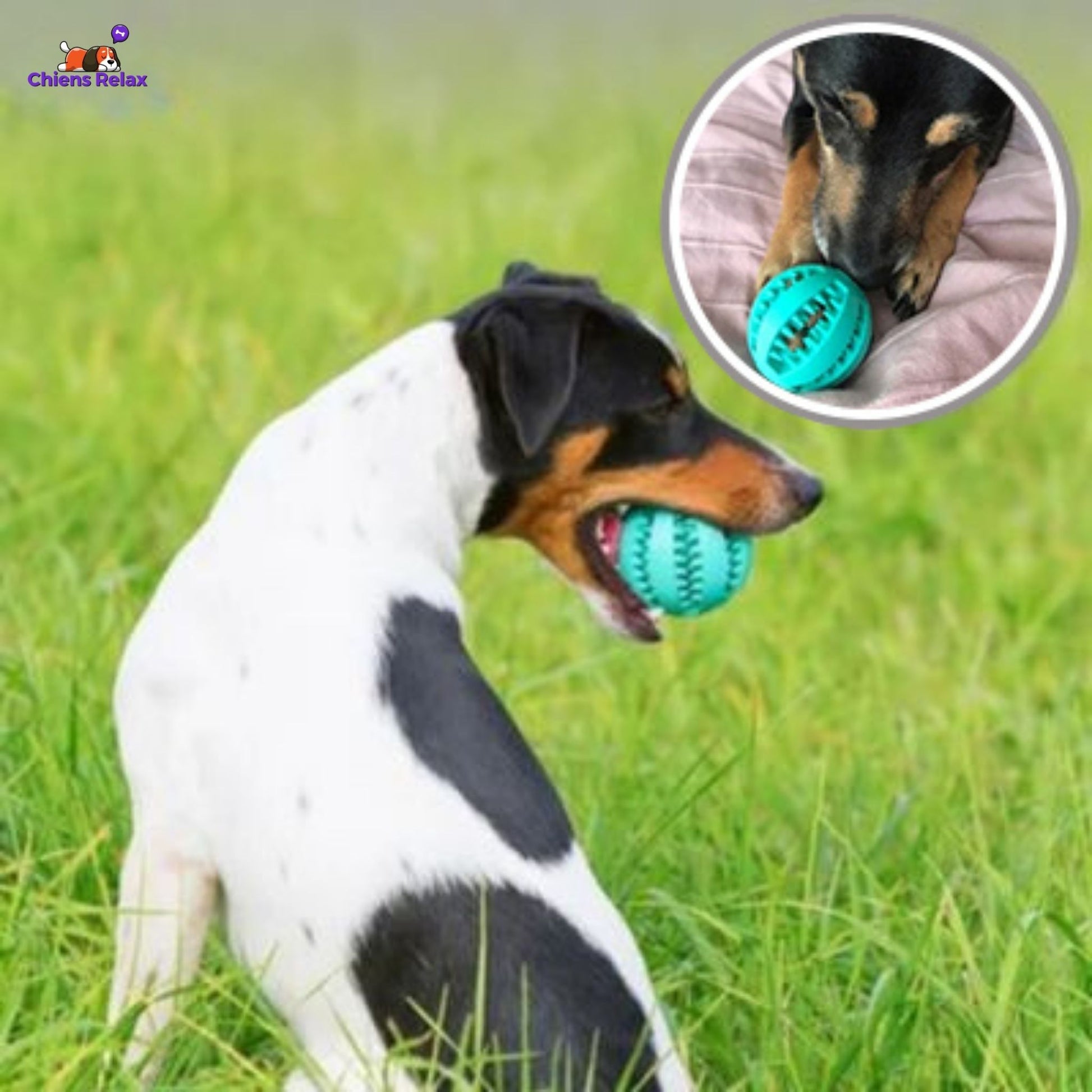 balle pour chien canalise energie positive