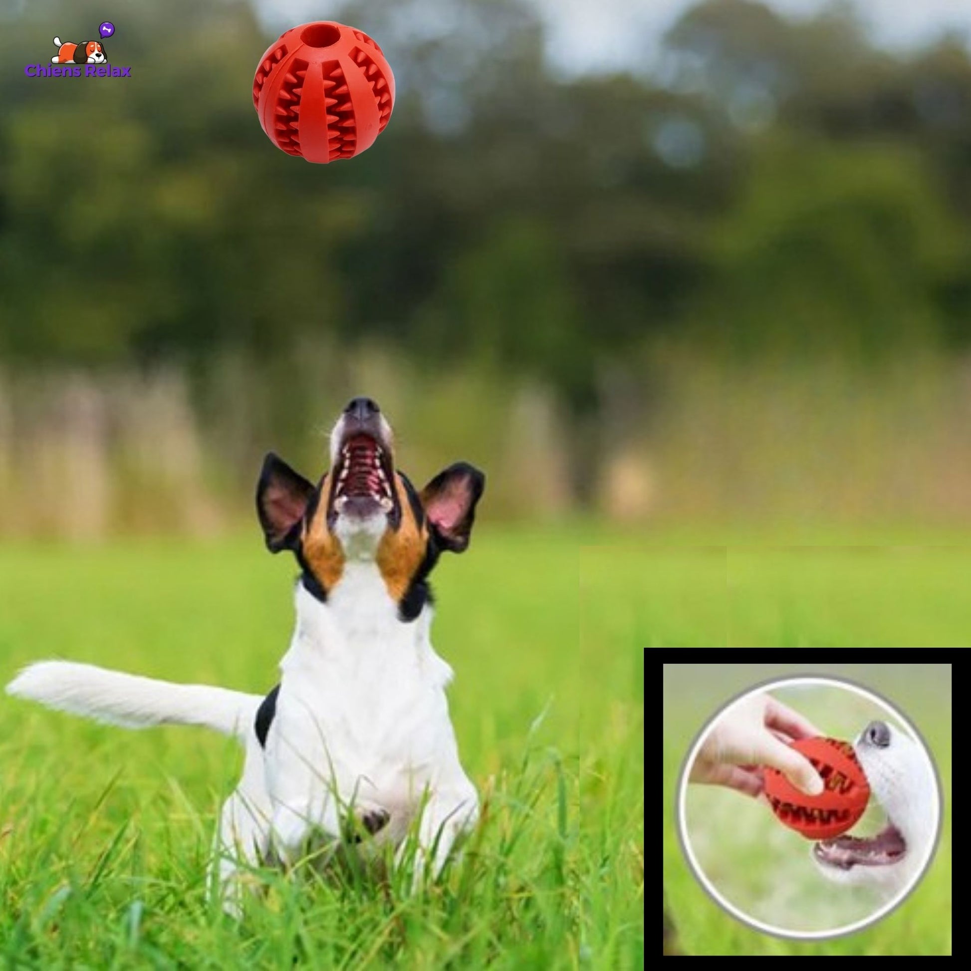 balle pour chien divertissement quotidien