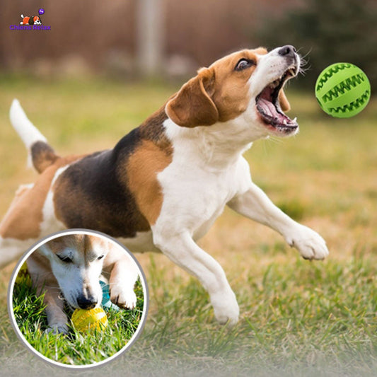 balle pour chien dressage par le jeu
