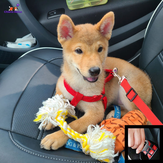 CEINTURE DE SÉCURITÉ POUR CHIEN | Lifebelt™