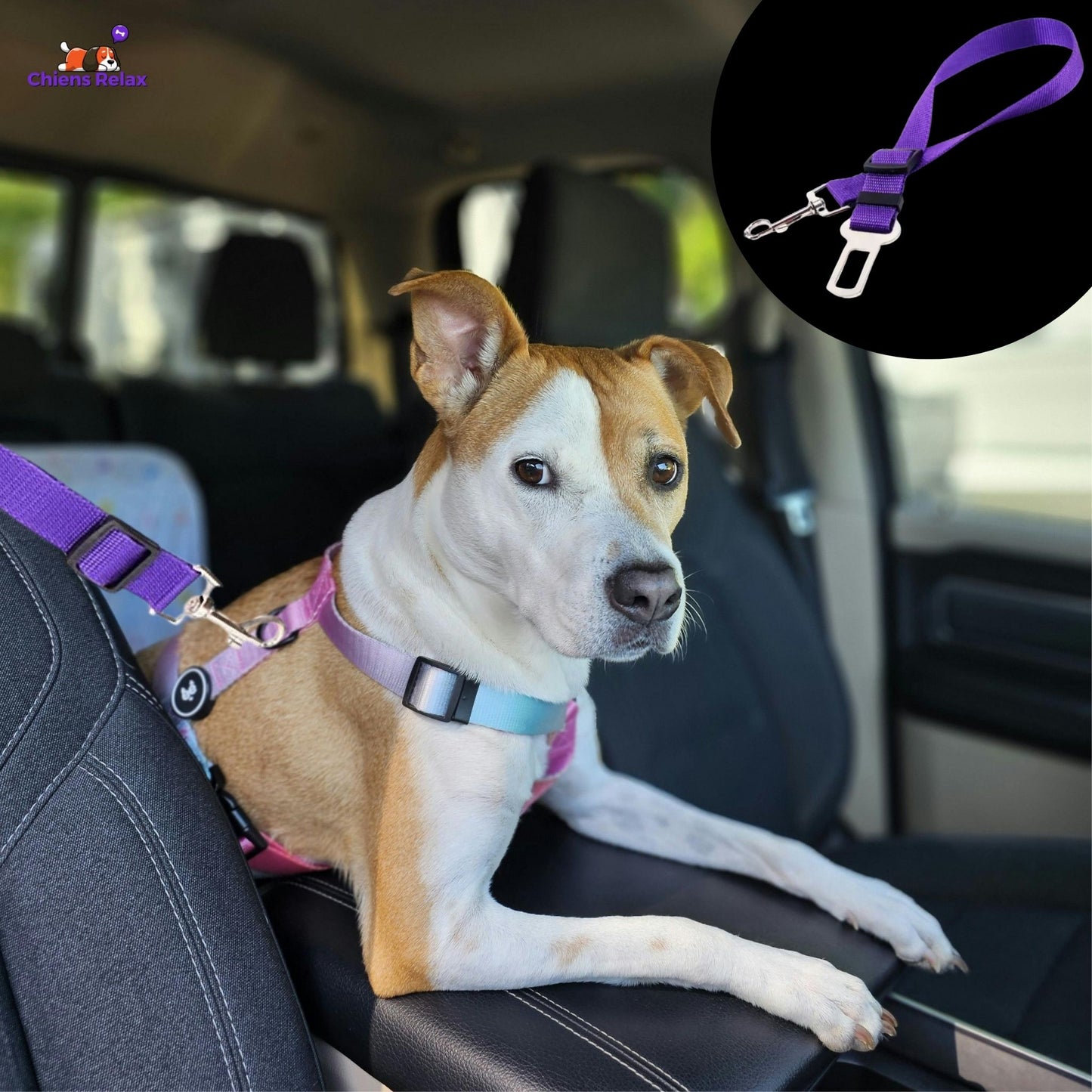 CEINTURE DE SÉCURITÉ POUR CHIEN | Lifebelt™